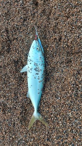 コゾクラの釣果