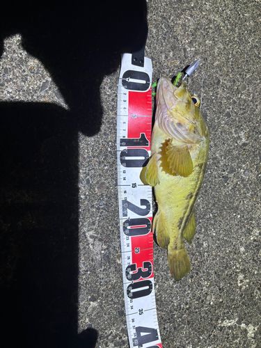 ソイの釣果