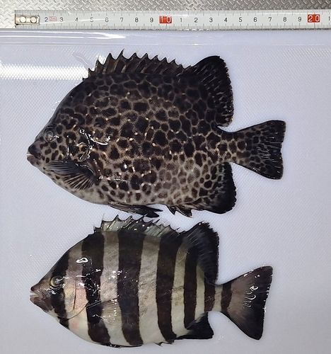イシガキダイの釣果
