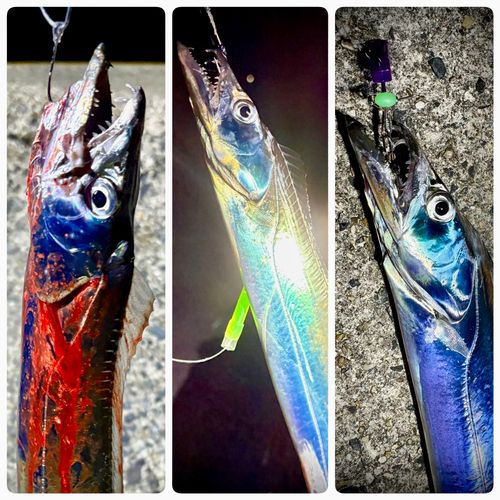 タチウオの釣果