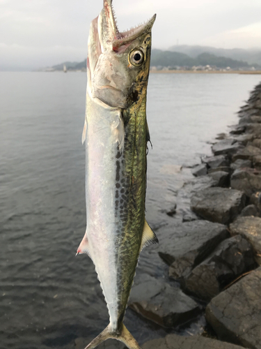 サワラの釣果