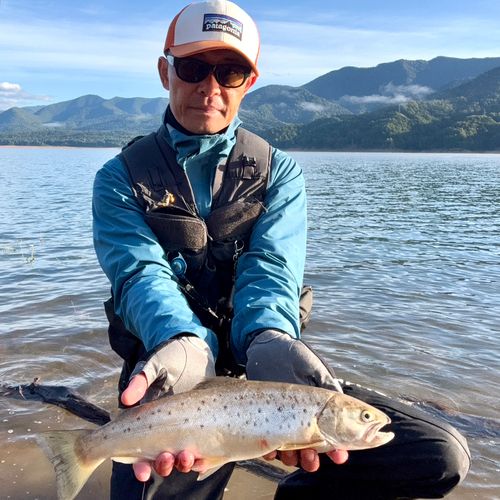 ブラウントラウトの釣果