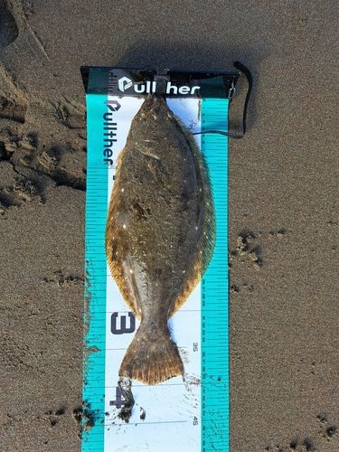 ヒラメの釣果