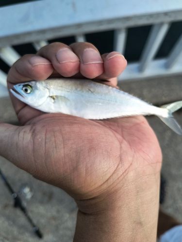 イケカツオの釣果