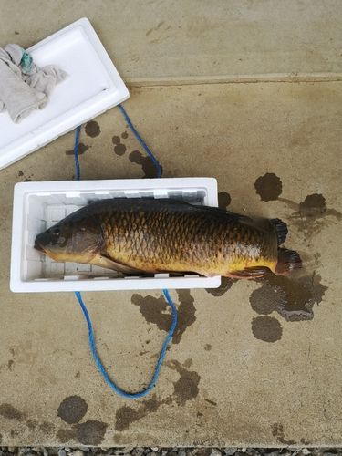 コイの釣果