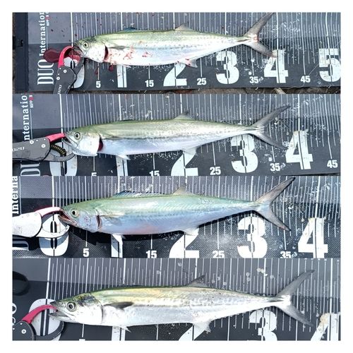 サゴシの釣果
