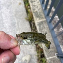 ブラックバス