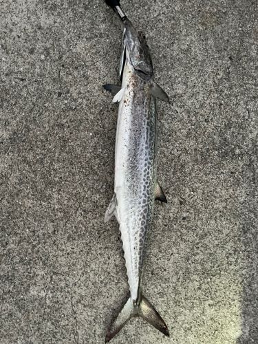 サワラの釣果