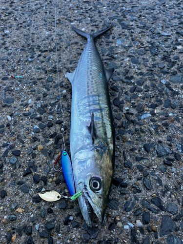 サゴシの釣果
