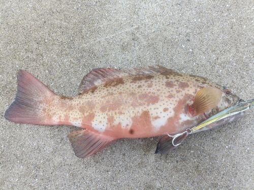 スジアラの釣果