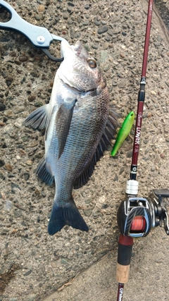 クロダイの釣果