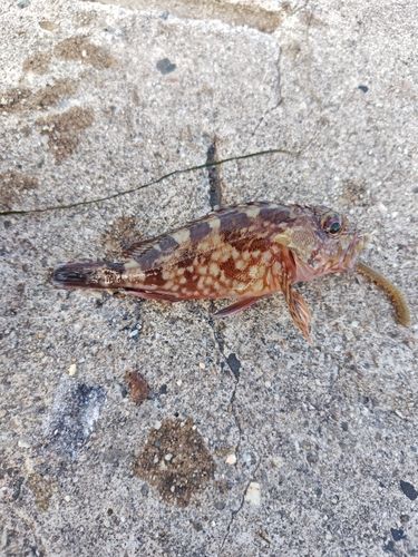 カサゴの釣果