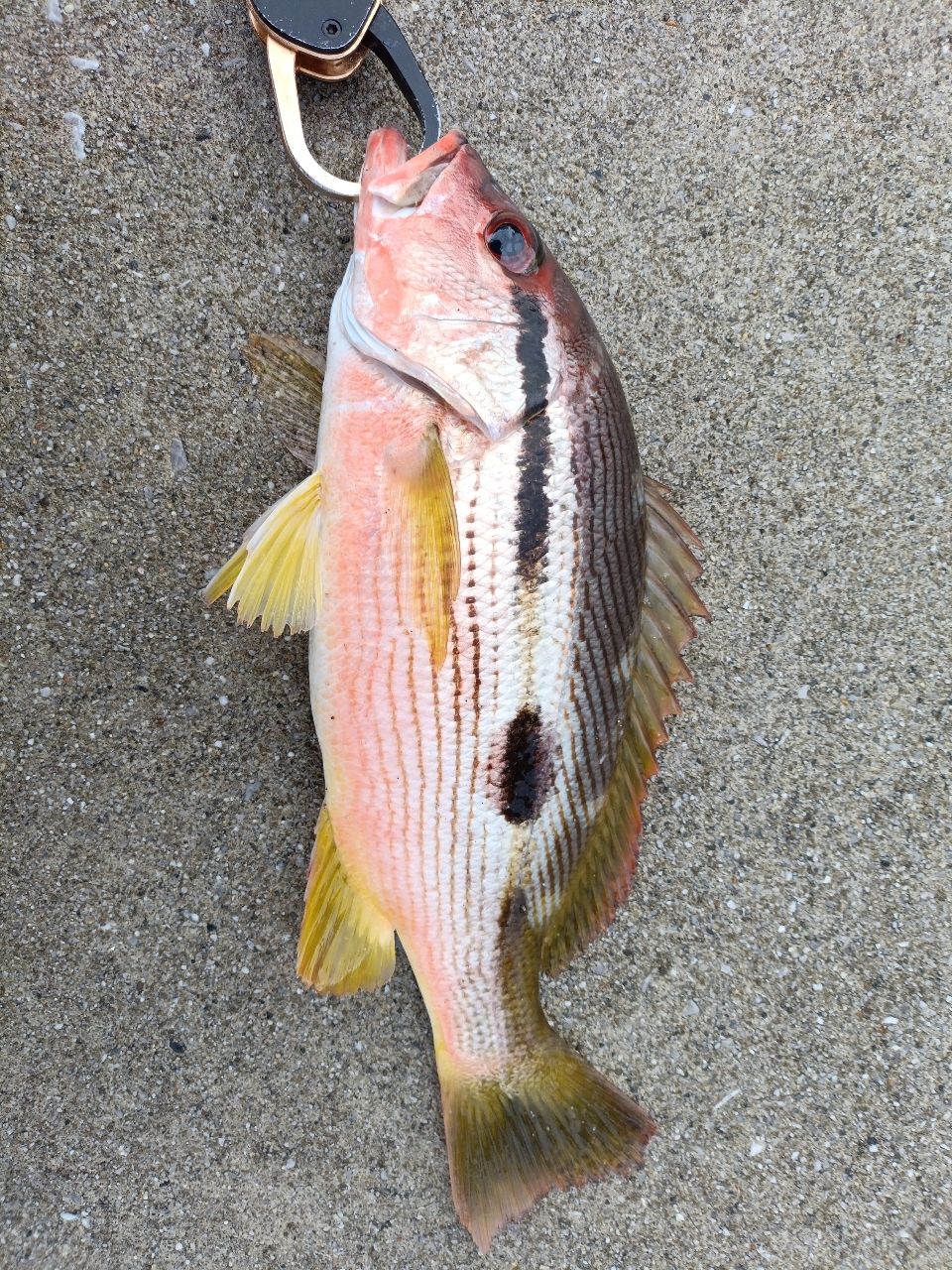 ヨコスジフエダイ