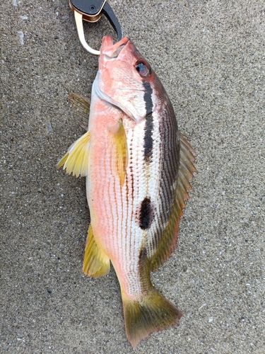 ヨコスジフエダイの釣果