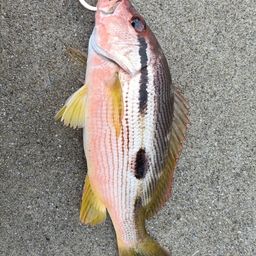 ヨコスジフエダイ