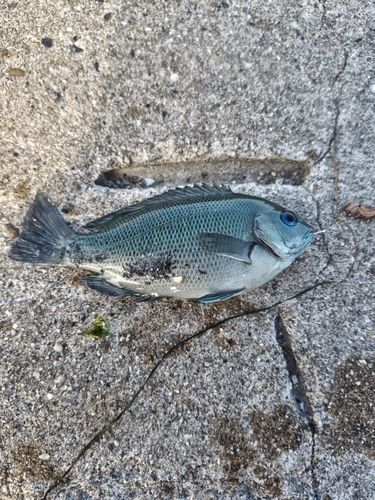 グレの釣果