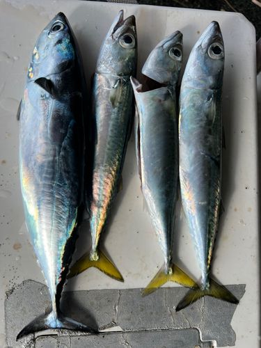 ヒラソウダの釣果