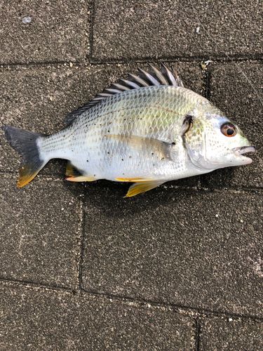 キビレの釣果