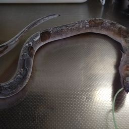 ホタテウミヘビ