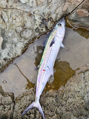 サゴシの釣果