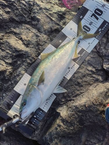 ワラサの釣果
