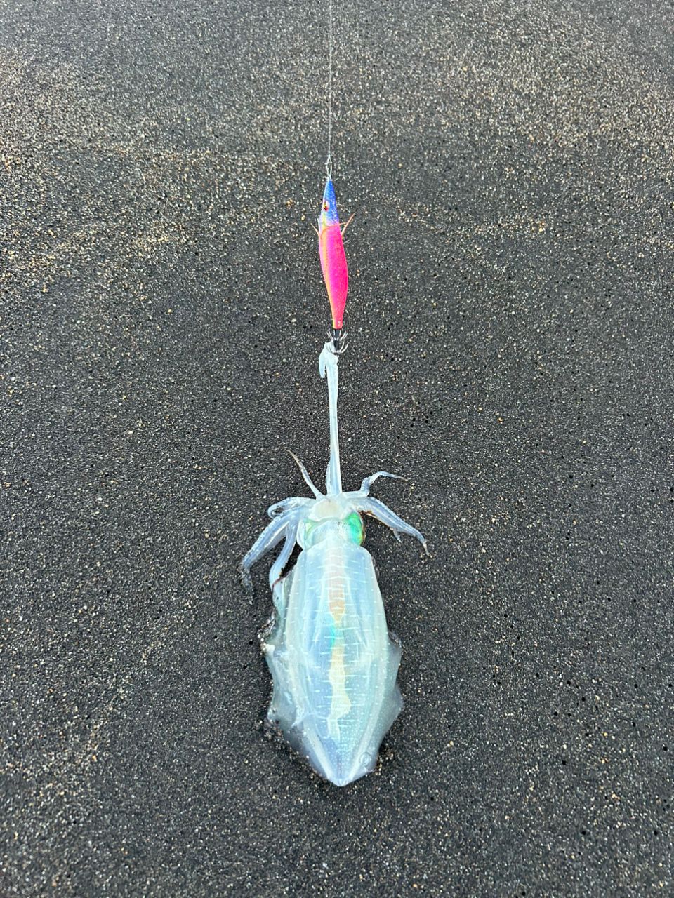 アオリイカ