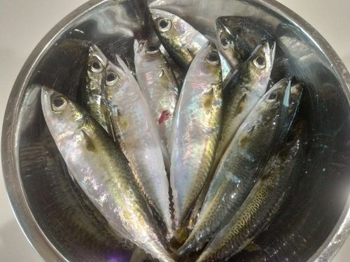 サバの釣果