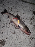 アキアジの釣果