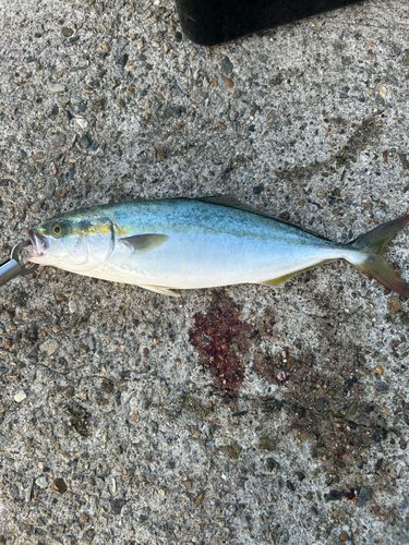 ツバスの釣果