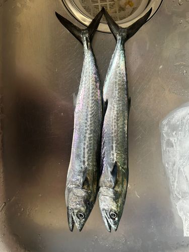 サゴシの釣果