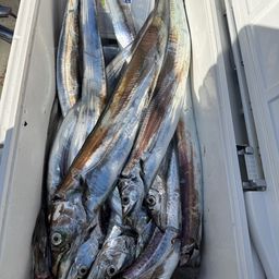 タチウオ