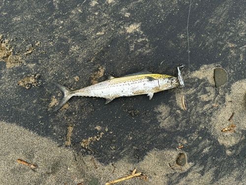 サゴシの釣果