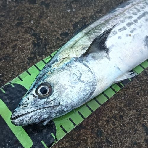 サゴシの釣果