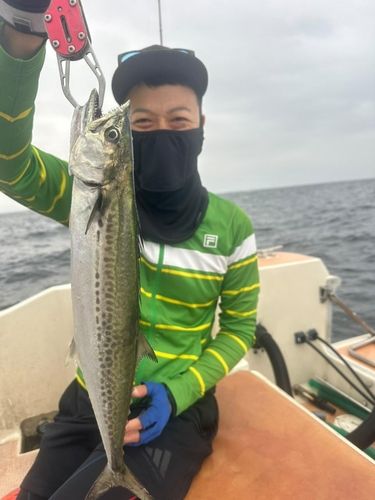 サゴシの釣果