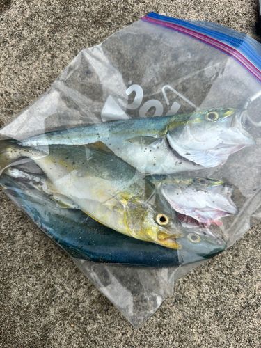 ワカシの釣果