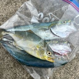 ワカシ