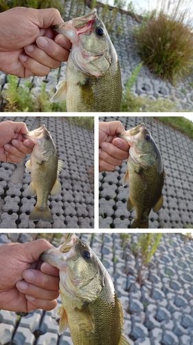 ブラックバスの釣果