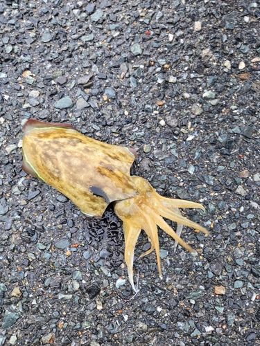 モンゴウイカの釣果