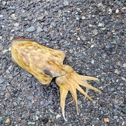 モンゴウイカ