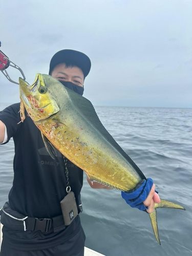 シイラの釣果