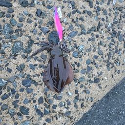 アオリイカ