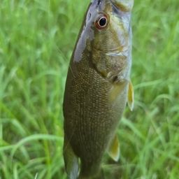 スモールマウスバス