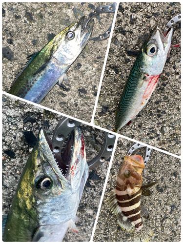 サゴシの釣果
