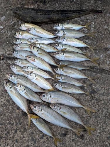 マゴチの釣果