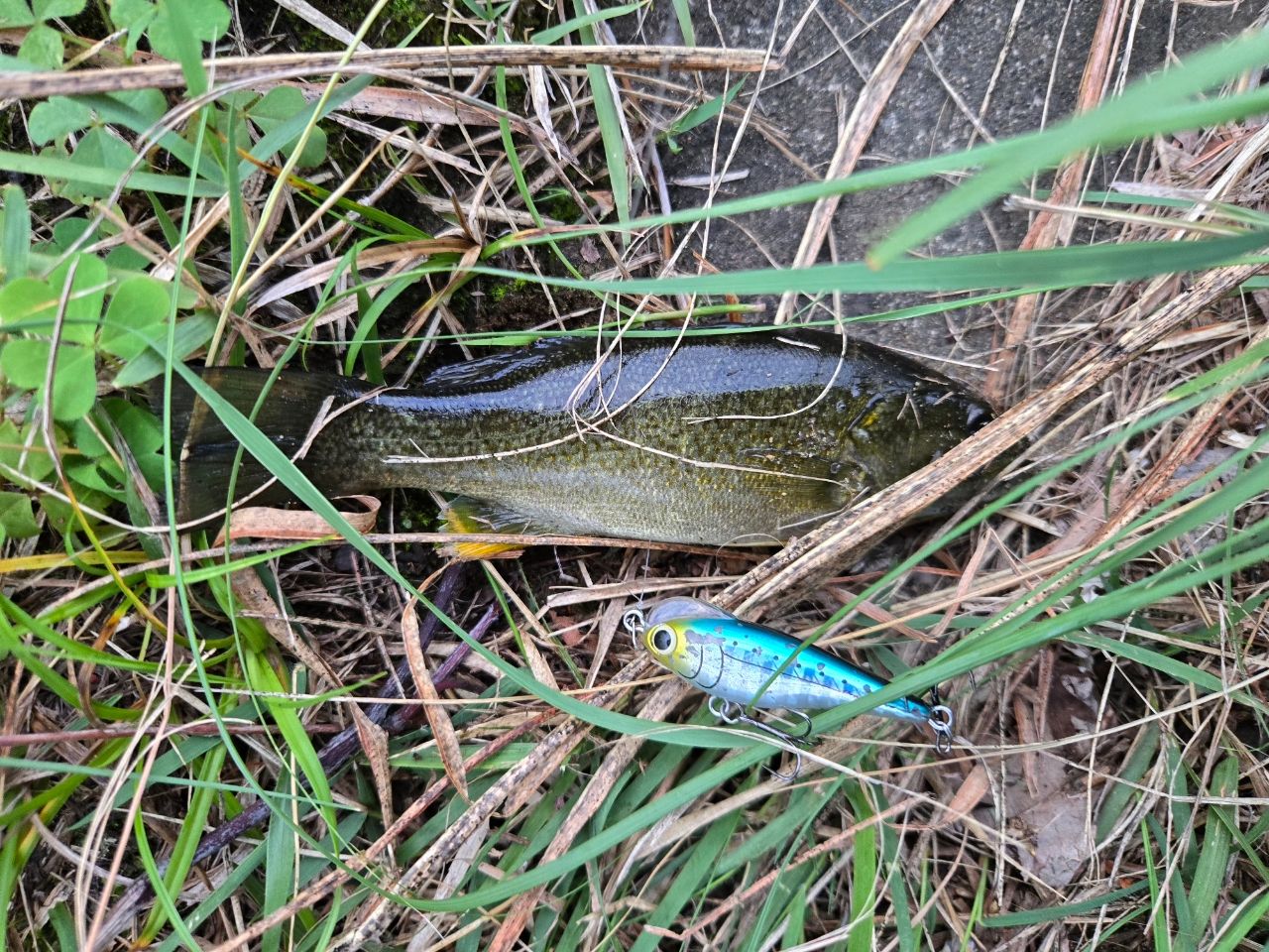 スモールマウスバス