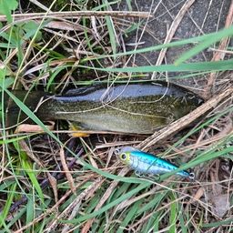 スモールマウスバス