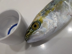 ワカシの釣果