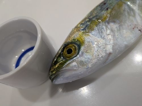 ワカシの釣果
