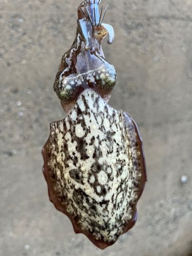 コウイカの釣果