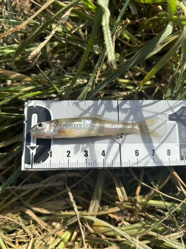 モロコの釣果